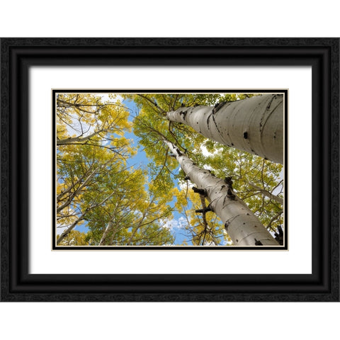 USA-Utah Dixie National Forest Looking up at tall Aspens Black Ornate Wood Framed Art Print with Double Matting by Davidson, Janell