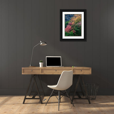USA-Utah-east of Logan on highway 89 fall color on Canyon Maple Black Ornate Wood Framed Art Print with Double Matting by Gulin, Sylvia