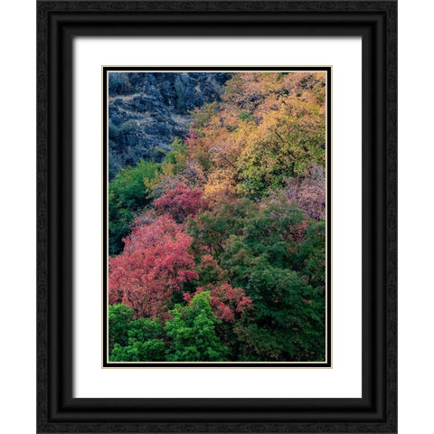 USA-Utah-east of Logan on highway 89 fall color on Canyon Maple Black Ornate Wood Framed Art Print with Double Matting by Gulin, Sylvia