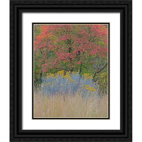 USA-Utah-east of Logan on highway 89 fall color Canyon Maple and Rabbit bush Black Ornate Wood Framed Art Print with Double Matting by Gulin, Sylvia