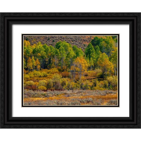 USA-Utah-east of Logan on highway 89 fall color Aspens near Logan Pass Black Ornate Wood Framed Art Print with Double Matting by Gulin, Sylvia