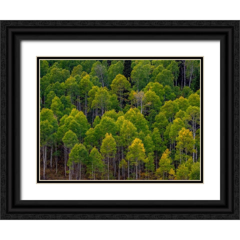 USA-Utah-east of Logan on highway 89 and Aspen Grove still green Black Ornate Wood Framed Art Print with Double Matting by Gulin, Sylvia