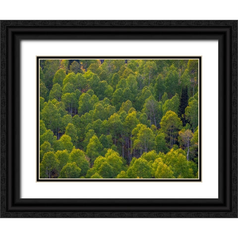USA-Utah-east of Logan on highway 89 and Aspen Grove still green Black Ornate Wood Framed Art Print with Double Matting by Gulin, Sylvia