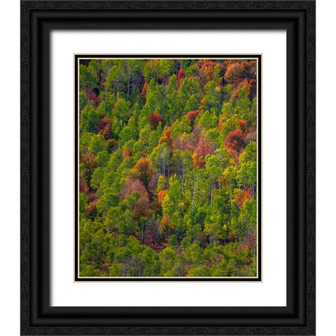 USA-Utah-east of Logan on highway 89 and Aspen Grove and Canyon Maple in autumn colors Black Ornate Wood Framed Art Print with Double Matting by Gulin, Sylvia