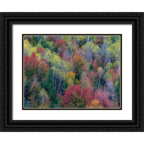 USA-Utah-east of Logan on highway 89 and Aspen Grove and Canyon Maple in autumn colors Black Ornate Wood Framed Art Print with Double Matting by Gulin, Sylvia