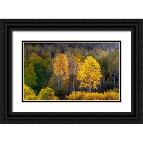USA-Utah-east of Logan on highway 89 and Aspens in fall color with back lighting and sun beam Black Ornate Wood Framed Art Print with Double Matting by Gulin, Sylvia