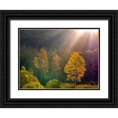 USA-Utah-east of Logan on highway 89 and Aspens in fall color with back lighting and sun beam Black Ornate Wood Framed Art Print with Double Matting by Gulin, Sylvia