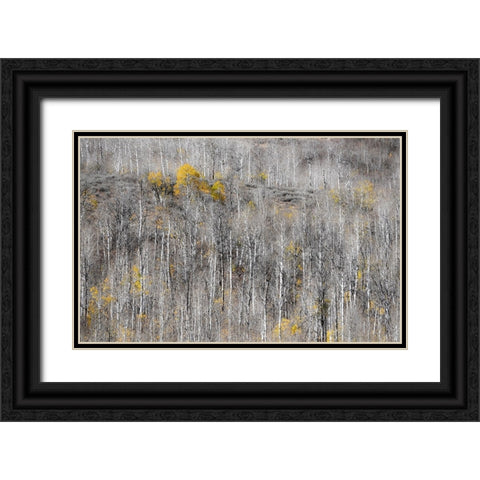 USA-Utah-Woodruff aspen trees along highway 39 Black Ornate Wood Framed Art Print with Double Matting by Gulin, Sylvia