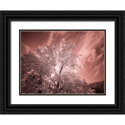 USA-Utah-Infrared of the Logan Pass area Black Ornate Wood Framed Art Print with Double Matting by Eggers, Terry