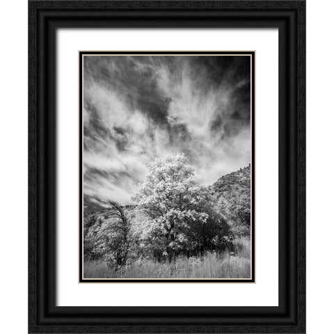 USA-Utah-Infrared of the Logan Pass area and lone tree Black Ornate Wood Framed Art Print with Double Matting by Eggers, Terry