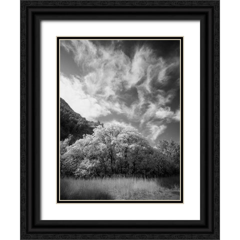 USA-Utah-Infrared of the Logan Pass area and lone tree Black Ornate Wood Framed Art Print with Double Matting by Eggers, Terry