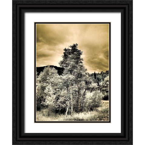 USA-Utah-Aspen Grove in infrared of the Logan Pass area Black Ornate Wood Framed Art Print with Double Matting by Eggers, Terry