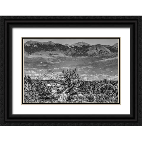 Black and white old wood branch- Abajo Mountains- Canyonlands National Park- Moab- Utah. Black Ornate Wood Framed Art Print with Double Matting by Perry, William