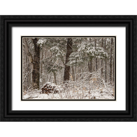 USA-Vermont-Morrisville-Jopson Lane-late spring snow fall in the forest Black Ornate Wood Framed Art Print with Double Matting by Jones, Allison