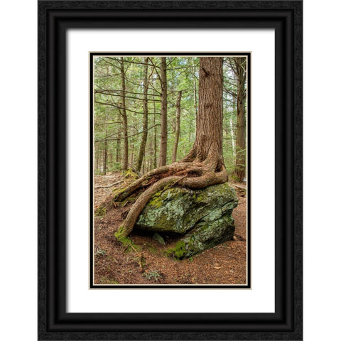 USA-Vermont-Morrisville Sterling Forest-tree with roots spread over lichen covered rocks Black Ornate Wood Framed Art Print with Double Matting by Jones, Allison