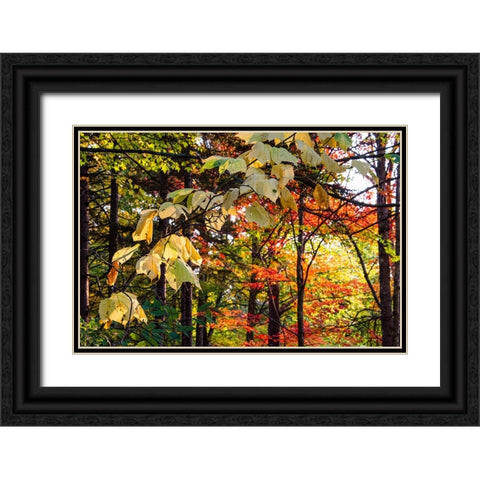 USA-Vermont-Morrisville-Jopson Lane Fall foliage Black Ornate Wood Framed Art Print with Double Matting by Jones, Allison