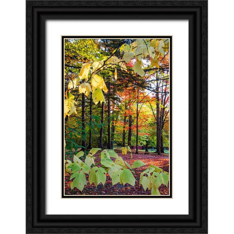 USA-Vermont-Morrisville-Jopson Lane Fall foliage Black Ornate Wood Framed Art Print with Double Matting by Jones, Allison