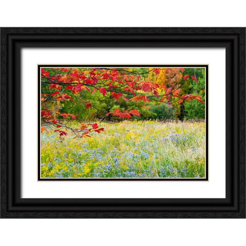 USA-Vermont-Morrisville Lyle McKee Road-fall foliage Black Ornate Wood Framed Art Print with Double Matting by Jones, Allison