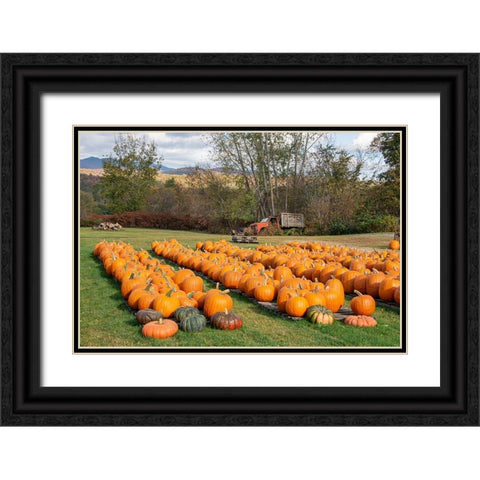 USA-Vermont-Stowe-West Hill Rd-pumpkin field Black Ornate Wood Framed Art Print with Double Matting by Jones, Allison