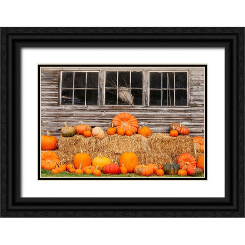USA-Vermont-Stowe-West Hill Rd-pumpkin field Black Ornate Wood Framed Art Print with Double Matting by Jones, Allison