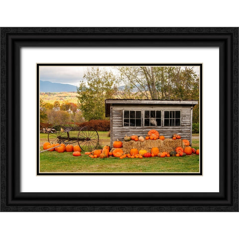 USA-Vermont-Stowe-West Hill Rd-pumpkin field Black Ornate Wood Framed Art Print with Double Matting by Jones, Allison