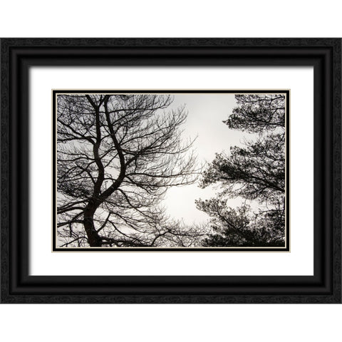 USA-Vermont-Morrisville-Jopson Lane Tree silhouetted against winter sky Black Ornate Wood Framed Art Print with Double Matting by Jones, Allison