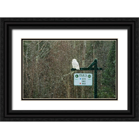 USA-Vermont-Morrisville Female snowy owl in snow on golf course Black Ornate Wood Framed Art Print with Double Matting by Jones, Allison