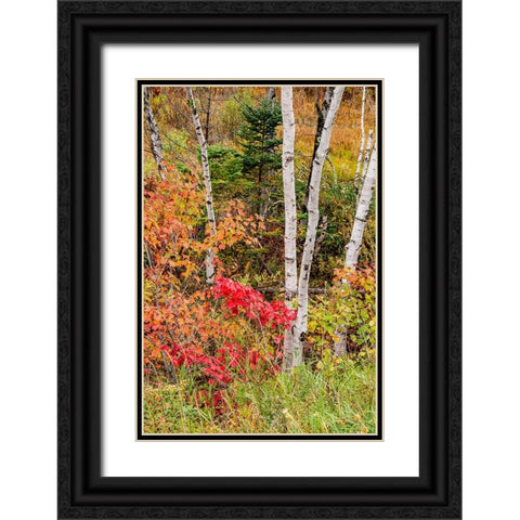 USA-Vermont-Stowe-birch trees around wetlands above the Toll House on Route 108 Black Ornate Wood Framed Art Print with Double Matting by Jones, Allison