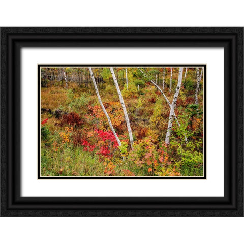 USA-Vermont-Stowe-birch trees around wetlands above the Toll House on Route 108 Black Ornate Wood Framed Art Print with Double Matting by Jones, Allison