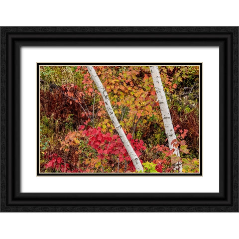 USA-Vermont-Stowe-birch trees around wetlands above the Toll House on Route 108 Black Ornate Wood Framed Art Print with Double Matting by Jones, Allison