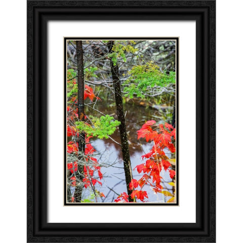 USA-Vermont-Stowe-birch trees around wetlands above the Toll House on Route 108 Black Ornate Wood Framed Art Print with Double Matting by Jones, Allison