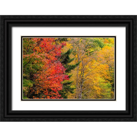 USA-Vermont-Fall foliage in Mad River Valley along trail to Warren Falls Black Ornate Wood Framed Art Print with Double Matting by Jones, Allison