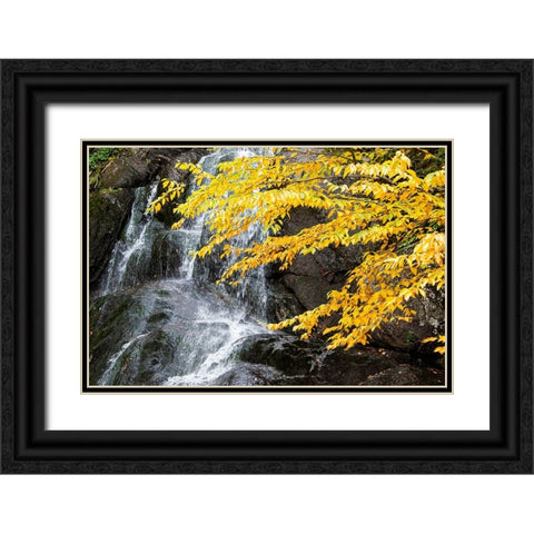 USA-Vermont-Fall foliage in Mad River Valley along trail to Warren Falls Black Ornate Wood Framed Art Print with Double Matting by Jones, Allison