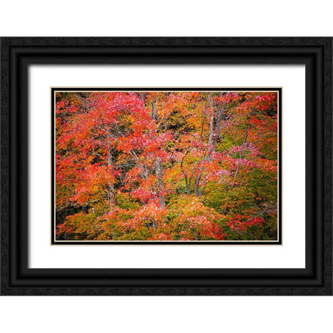 USA-Vermont-Fall foliage in Green Mountains at Bread Loaf-owned by Middlebury College Black Ornate Wood Framed Art Print with Double Matting by Jones, Allison