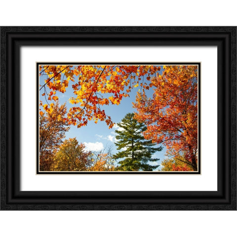 USA-Vermont-Fall foliage in Morrisville on Jopson Lane Black Ornate Wood Framed Art Print with Double Matting by Jones, Allison