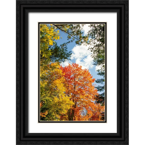 USA-Vermont-Fall foliage in Morrisville on Jopson Lane Black Ornate Wood Framed Art Print with Double Matting by Jones, Allison