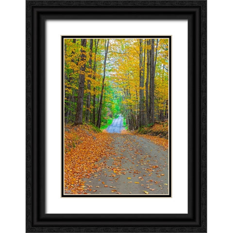 USA-New England-Vermont tree-lined roadway in Autumns Fall colors Black Ornate Wood Framed Art Print with Double Matting by Gulin, Sylvia
