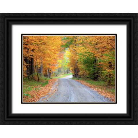 USA-New England-Vermont tree-lined roadway in Autumns Fall colors Black Ornate Wood Framed Art Print with Double Matting by Gulin, Sylvia