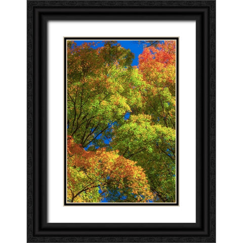 USA-New England-Vermont Autumn looking up into Sugar Maple Trees Black Ornate Wood Framed Art Print with Double Matting by Gulin, Sylvia