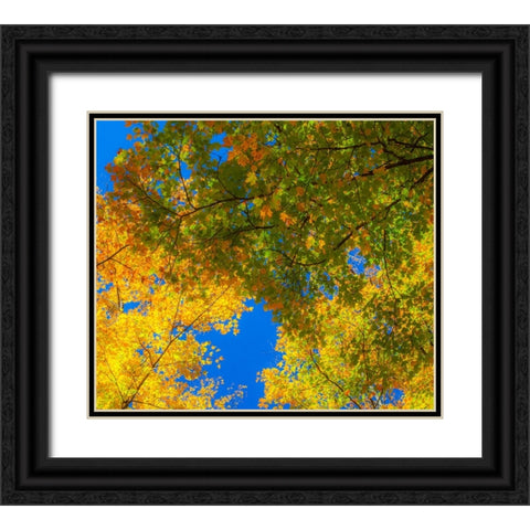 USA-New England-Vermont Autumn looking up into Sugar Maple Trees Black Ornate Wood Framed Art Print with Double Matting by Gulin, Sylvia