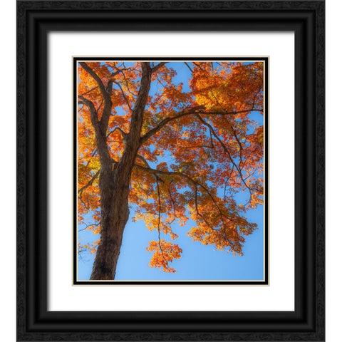 USA-New England-Vermont Autumn looking up into Sugar Maple Trees Black Ornate Wood Framed Art Print with Double Matting by Gulin, Sylvia