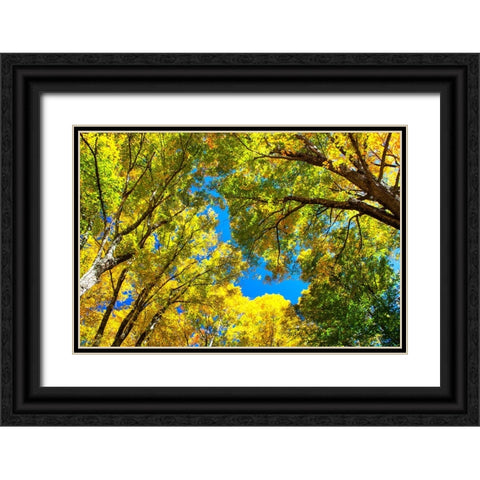 USA-New England-Vermont Autumn looking up into Sugar Maple Trees Black Ornate Wood Framed Art Print with Double Matting by Gulin, Sylvia