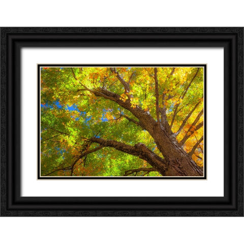 USA-New England-Vermont Autumn looking up into Sugar Maple Trees Black Ornate Wood Framed Art Print with Double Matting by Gulin, Sylvia