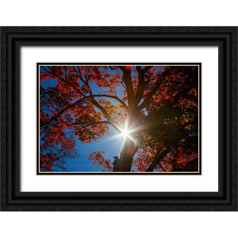 USA-New England-Vermont Autumn looking up into Sugar Maple Trees with star burst Black Ornate Wood Framed Art Print with Double Matting by Gulin, Sylvia