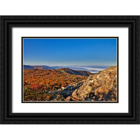 USA-Virginia-Shenandoah National Park-fall color in the park Black Ornate Wood Framed Art Print with Double Matting by Looney, Hollice