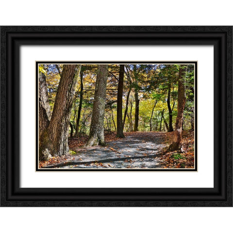 USA-Virginia-Shenandoah National Park-fall color in the park Black Ornate Wood Framed Art Print with Double Matting by Looney, Hollice