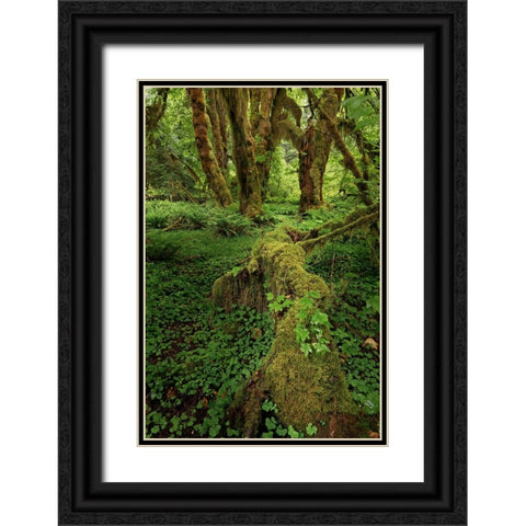 Big Leaf Maple tree draped with Club Moss-Hoh Rainforest-Olympic National Park-Washington State Black Ornate Wood Framed Art Print with Double Matting by Jones, Adam