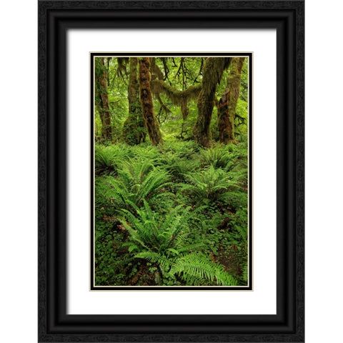 Big Leaf Maple tree draped with Club Moss-Hoh Rainforest-Olympic National Park-Washington State Black Ornate Wood Framed Art Print with Double Matting by Jones, Adam