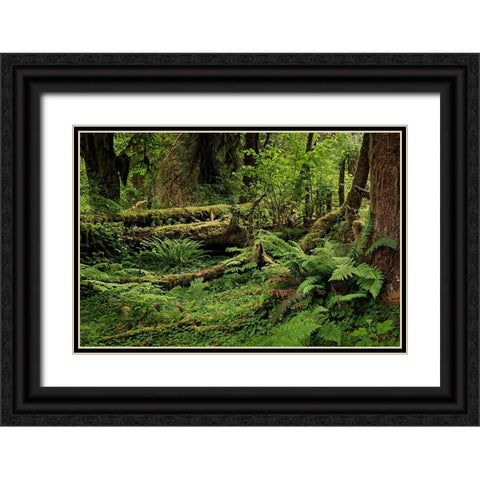 Big Leaf Maple tree draped with Club Moss-Hoh Rainforest-Olympic National Park-Washington State Black Ornate Wood Framed Art Print with Double Matting by Jones, Adam