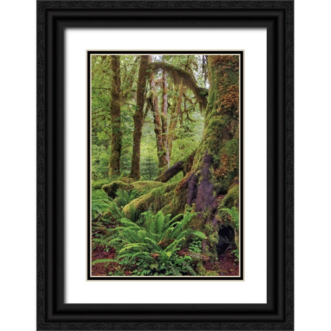 Ferns and Big Leaf Maple tree draped with Club Moss-Hoh Rainforest-Olympic National Park Black Ornate Wood Framed Art Print with Double Matting by Jones, Adam